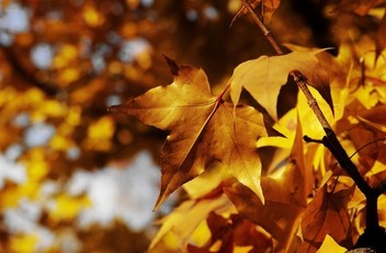 ���˰���������Ҫ����