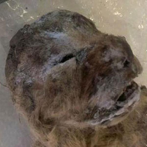 ��ͼ����������ʨ��ʬ���������� ʵ������ 