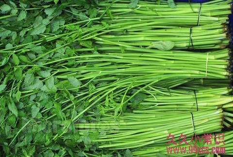 药膳水芹与旱芹