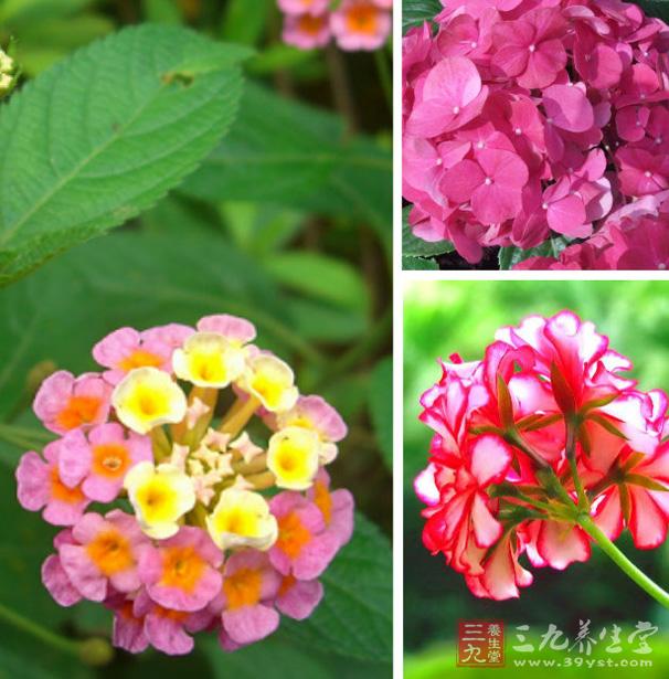 ��ɫ÷�����������ÿ�