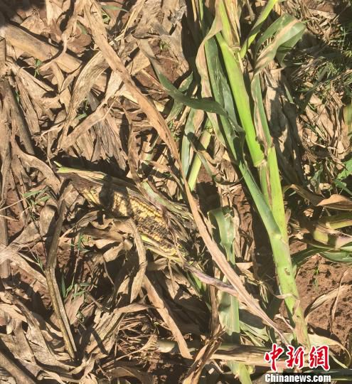 被野猪啃食一伴的玉米 李乐 摄 被野猪啃食一伴的玉米 李乐 摄