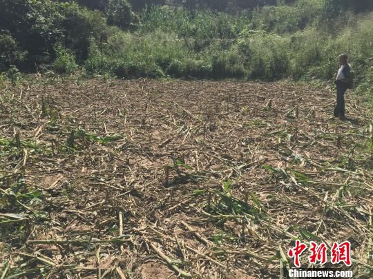 河北承德:野猪成群出没农民苦不堪言(图)