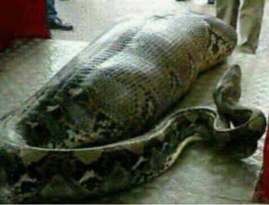 点击图片翻到下一页>> 福建泉州现4米长蟒蛇吃山羊时被制服 罕见巨蟒盘点(图)