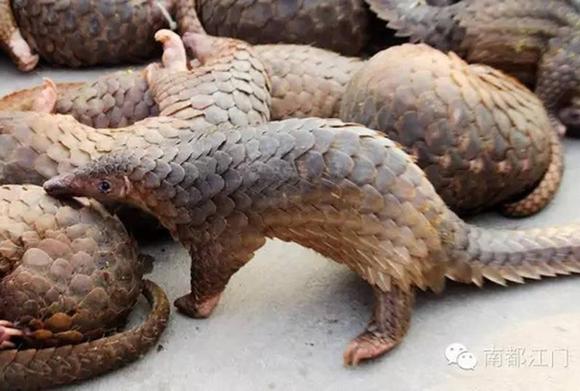 㶫ɽ˽ 2674ֻɽױ䶳Ŀ