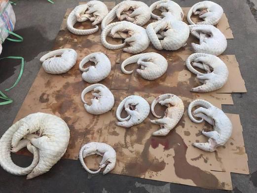 㶫ɽ˽ 2674ֻɽױ䶳Ŀ