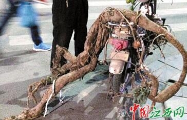 江西挖出巨型葛根简直成“精”了 可洗出十几斤的葛粉 揭葛粉的价格