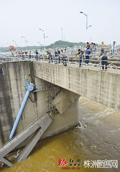 昨日,数十名居民翻越大坝护栏钩鱼 (记者 谢慧 摄)