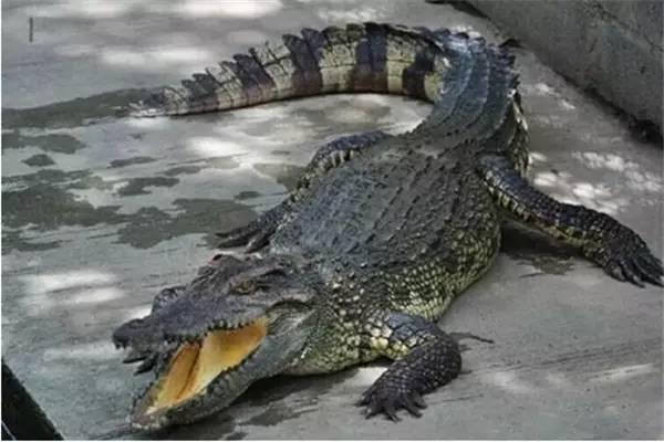 安徽:洪水中出逃的扬子鳄遭“锅烫开膛”(图)10