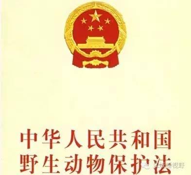 安徽:洪水中出逃的扬子鳄遭“锅烫开膛”(图)9