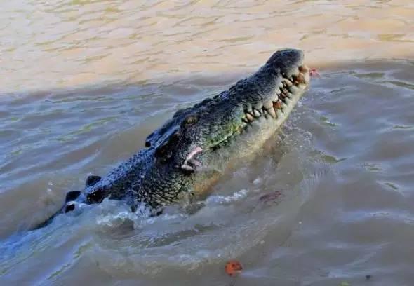 安徽:洪水中出逃的扬子鳄遭“锅烫开膛”(图)11