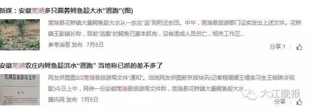 安徽:洪水中出逃的扬子鳄遭“锅烫开膛”(图)5