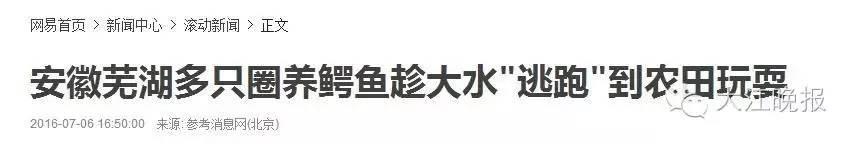 安徽:洪水中出逃的扬子鳄遭“锅烫开膛”(图)3
