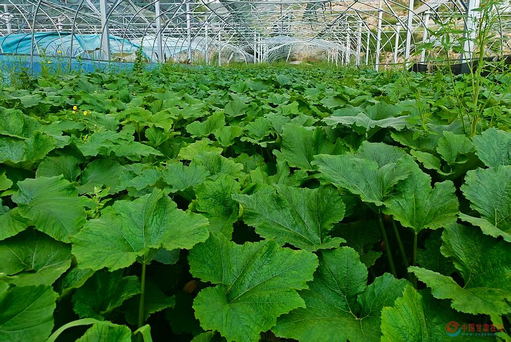 8e642c17bcc380ddd5098134b3059ce6.jpg nEO_IMG_图片11.jpg