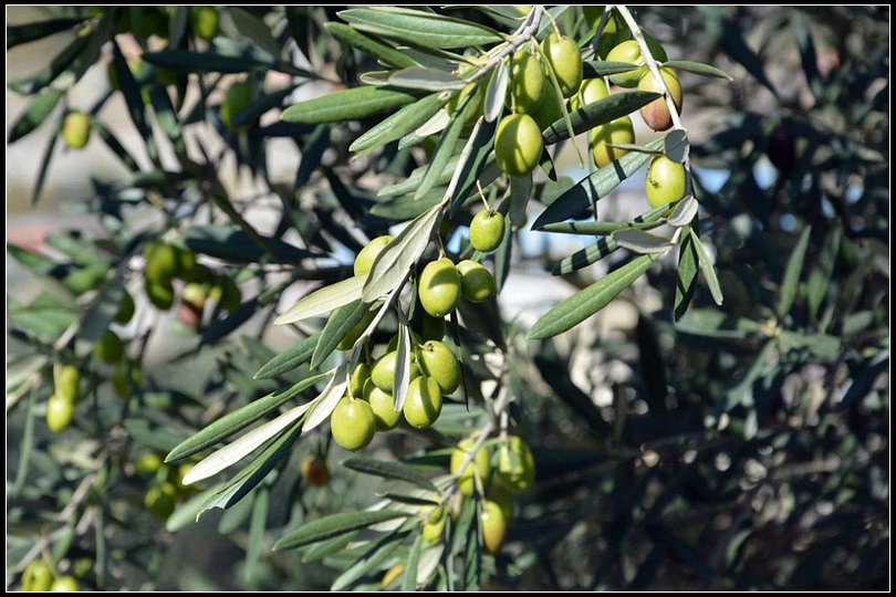 8466371740d5b4f95979e1142ca1653a.jpg nEO_IMG_图片2.jpg