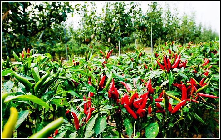 648f5a9190bc0abc301f6f2b68722987.jpg nEO_IMG_图片3.jpg