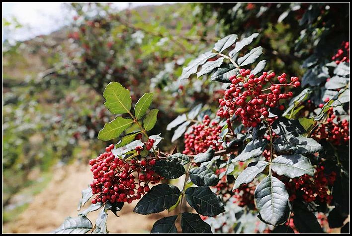 c5c25cb9d67e7879c4886d47fd437a9c.jpg nEO_IMG_图片1.jpg