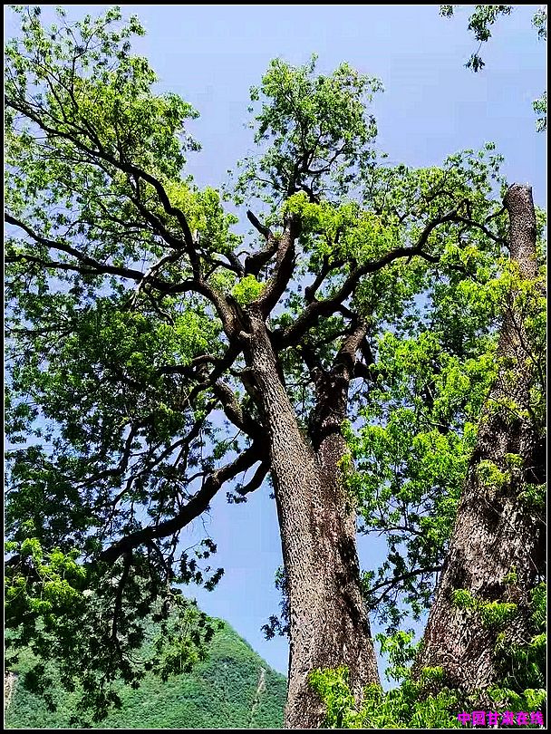 e760d05cbdb58e97892c0eed761f0407.jpg nEO_IMG_图片4.jpg