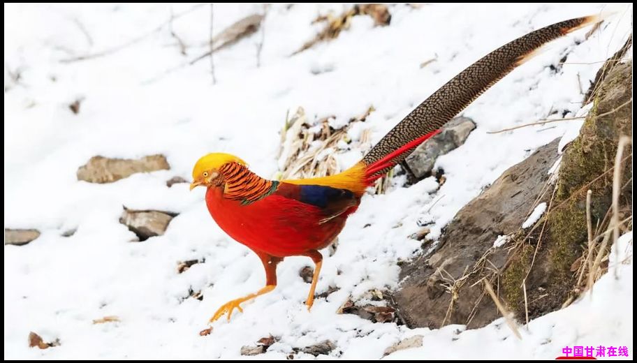 453ddf658e8308a87d30e12020c7c29f.jpg nEO_IMG_图片4.jpg