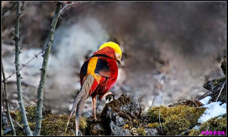 e1d396ab04d64b77cb630f2dc01c0266.jpg nEO_IMG_图片5.jpg