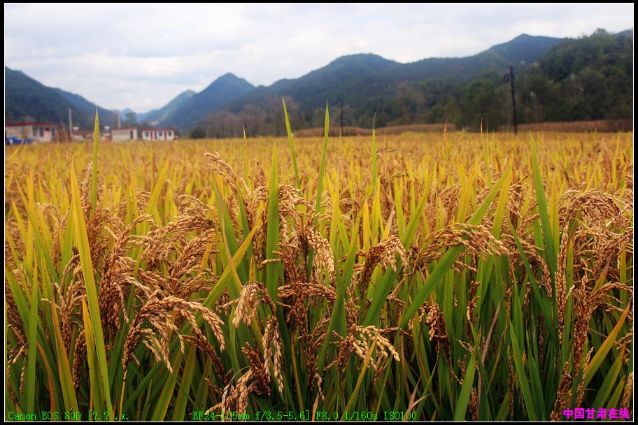 019c9df6a42a2f15356f47b517d7b57c.jpg nEO_IMG_6、游龙贡米传承着水田耕种的文化记忆(徽县江洛镇 供图).jpg