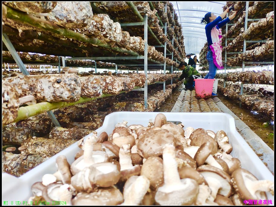 6a45e44cebe74ff3590611c5d508932e.jpg nEO_IMG_2、规模化香菇种植(徽县江洛镇 供图).jpg