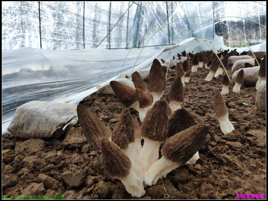 7c15b1f7be05b28f71ed0d463839da02.jpg nEO_IMG_4、羊肚菌产业异军突起(徽县江洛镇 供图).jpg