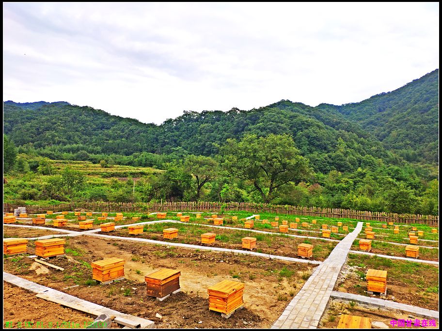 d043e421ae0f573b41c4824547235dc1.jpg nEO_IMG_5、发展基础良好的中蜂养殖产业(徽县江洛镇 供图).jpg