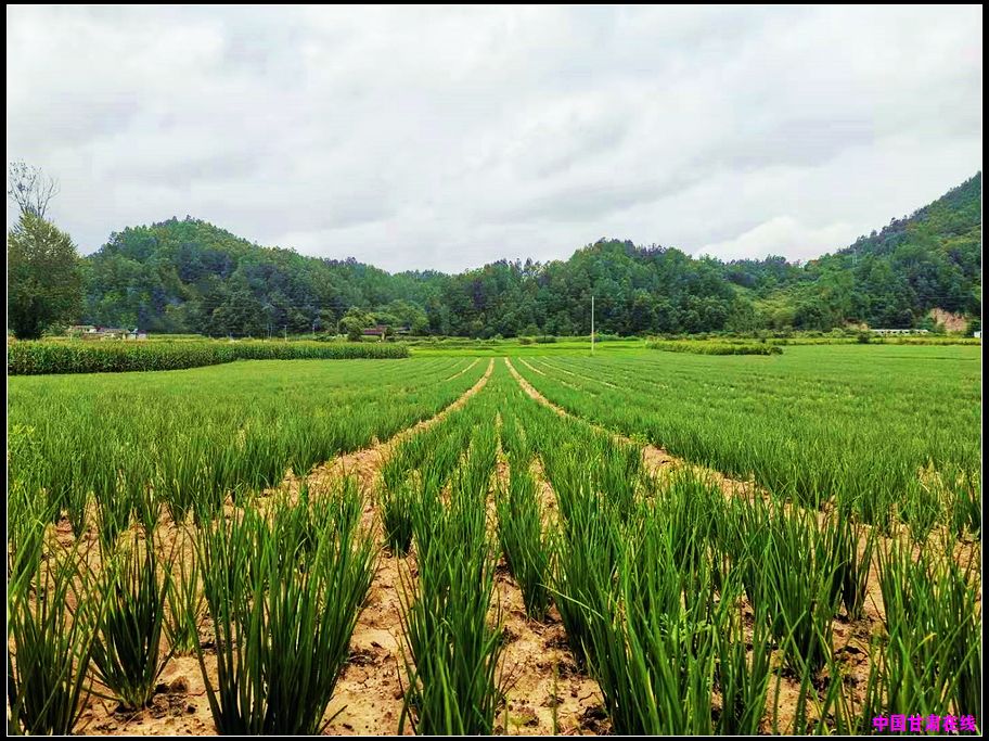 ebb83b6bf5ace6192298d3bcdd8a7cf1.jpg nEO_IMG_3、小香葱产业蓬勃发展(徽县江洛镇 供图).jpg