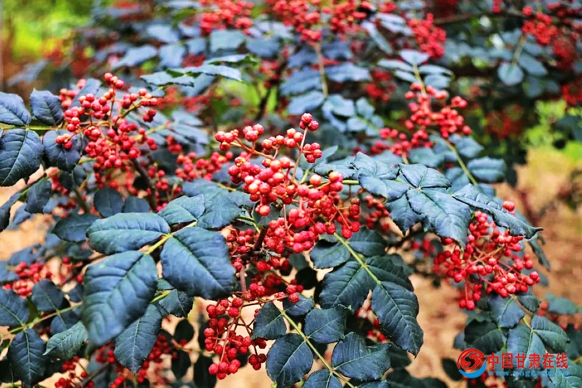 c821ea9ea84b852bf40013acb20d7cf9.jpg nEO_IMG_图片2.jpg