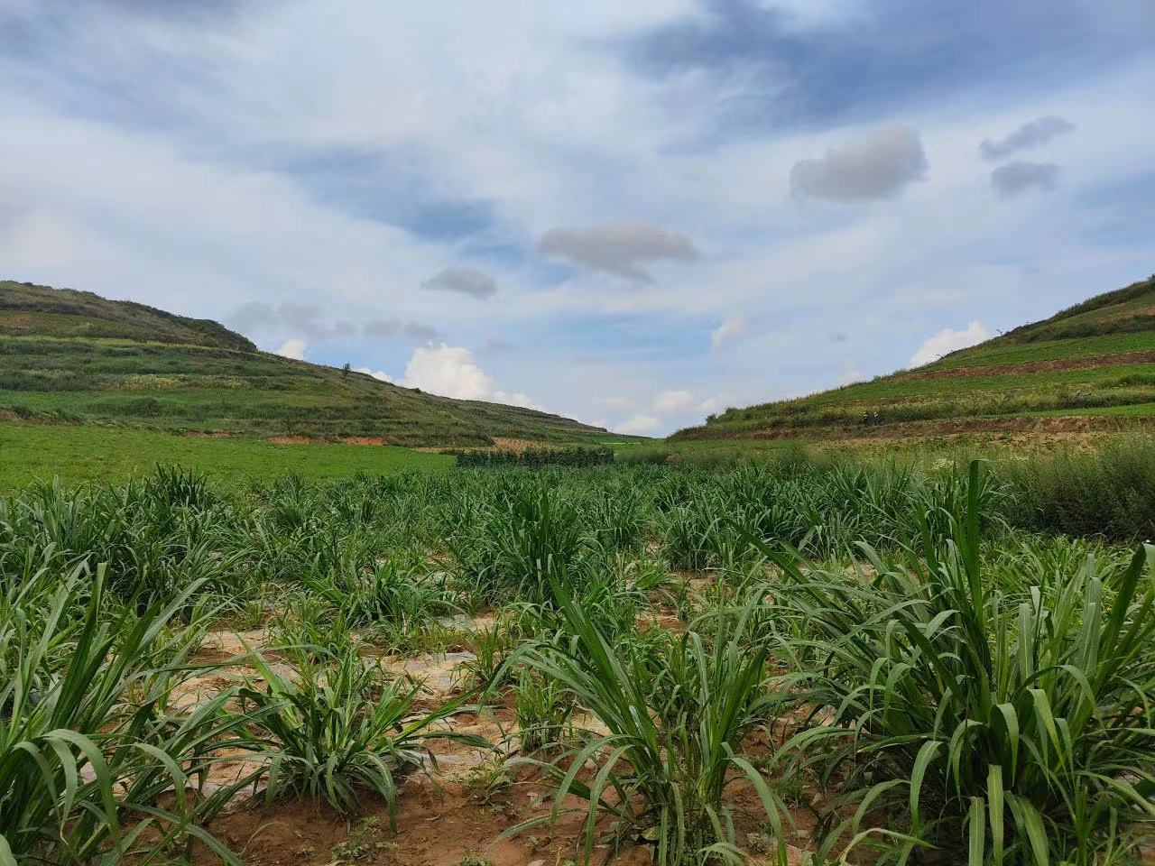 83e732b33d0087b4950d51629ee80f59.jpg 图片1.jpg