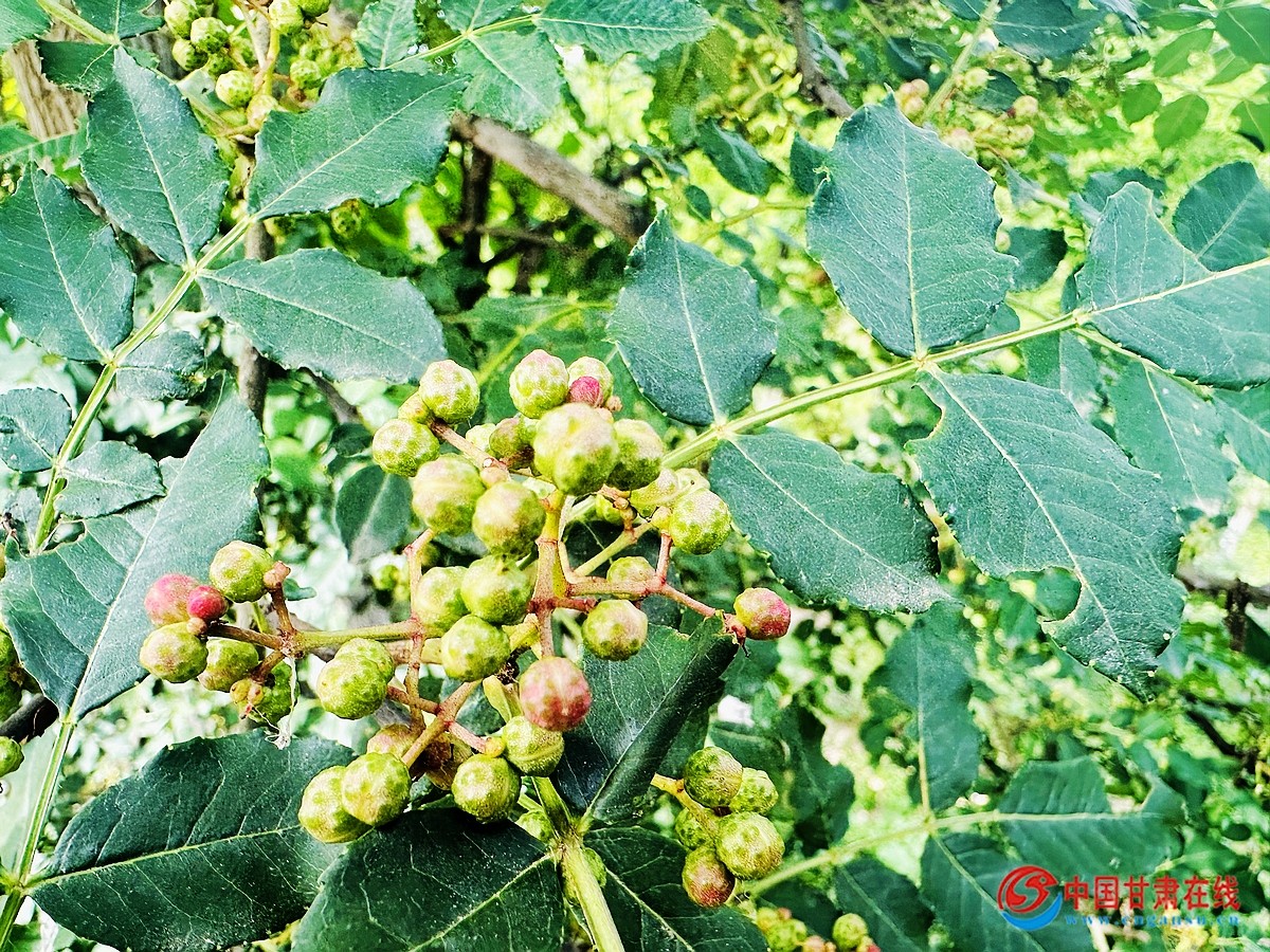 06071020214dcd5b811b84249a61fead.jpg nEO_IMG_图片2.jpg