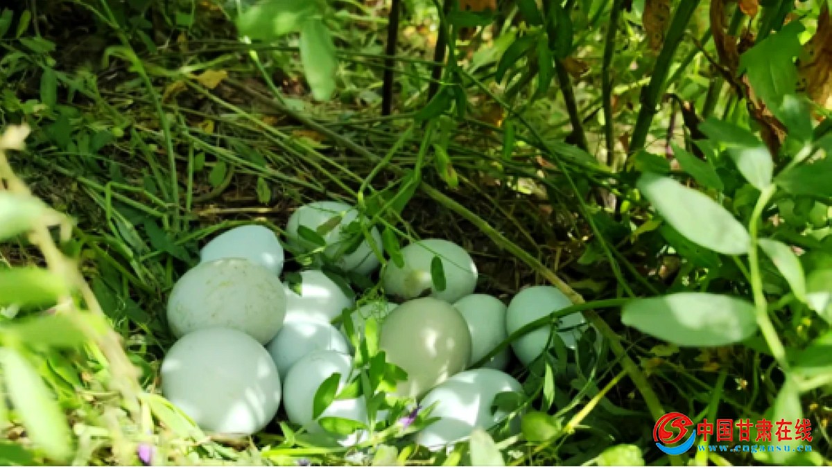 4dad9100e38fd046682d25d8541d41b6.jpg nEO_IMG_图片56.jpg