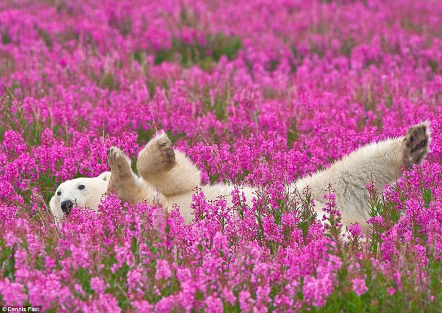 北极熊在粉��花海打滚撒欢