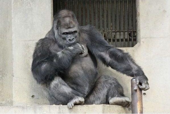 ����԰������̫˧�������ڶ�Ů�ο�Ľ������