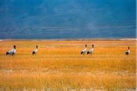 �౱�ɹ���������