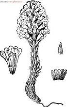 �౱�ɹ���������